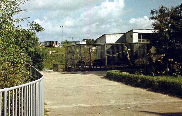 ZOO - klatki dużych drapieżaników - 1974
Autor: Ryszard Bielawski
