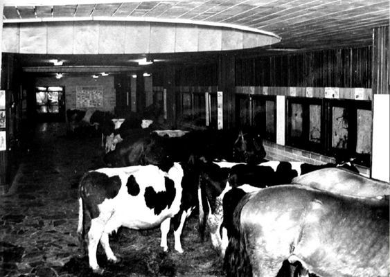 Powodzianie w ośrodku dydaktycznym płockiego ZOO
Zdjęcie pochodzi z książki Mirosława Łakomskiego "W 80 stron dookoła Płocka".
Wszelkie prawa zastrzeżone.
