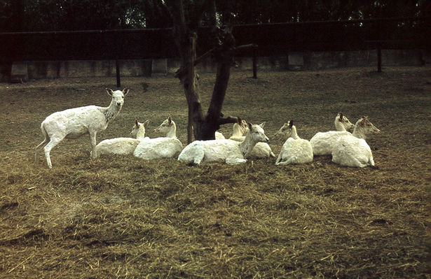 ZOO - daniele - 1974 r.
Autor: Ryszard Bielawski
