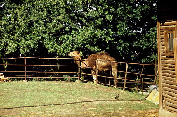 ZOO - dromader - 1974 r.
Autor: Ryszard Bielawski
