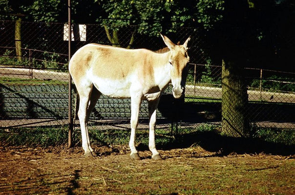 ZOO - kułan - 1974 rok
Autor: Ryszard Bielawski
