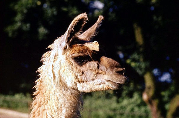 ZOO - Lama - 1974 rok
Autor: Ryszard Bielawski
