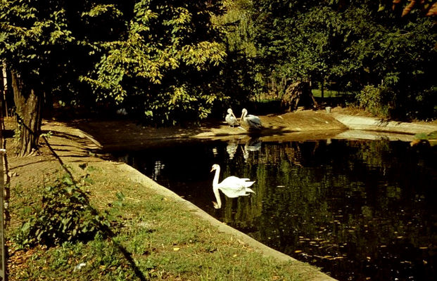 ZOO - Pelikany i łabędzie - 1974 rok
Autor: Ryszard Bielawski
