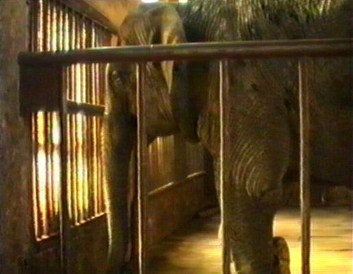 ZOO - słonica Petra - 1993 r.
Autor: Ryszard Bielawski
