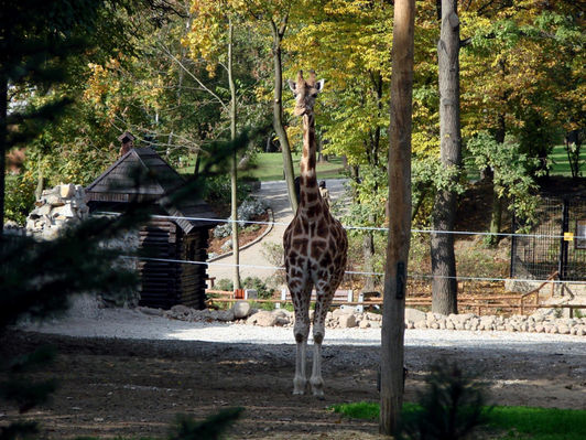 Żyrafa
Płockie ZOO

Autor: Jarosław Chęciński
