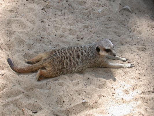 Surykatka
Słowa kluczowe: surykatka, zoo