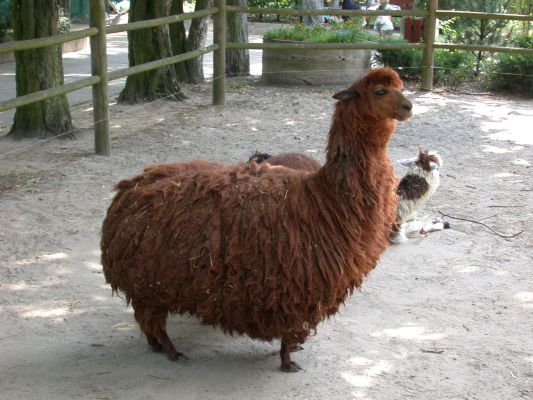 Lama
Słowa kluczowe: lama, zoo