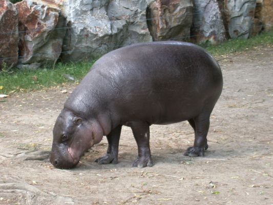 Hipopotam
Słowa kluczowe: hipopotam, hipcio, zoo