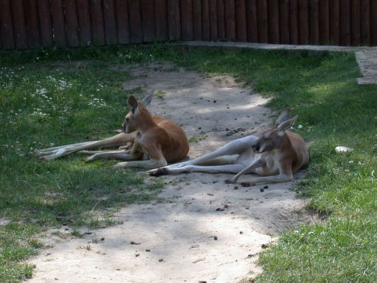 Kangury
Słowa kluczowe: kangur, kangury, zoo
