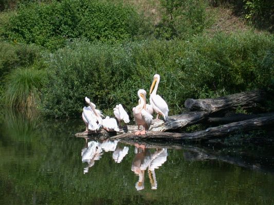 Pelikany
chyba :P
Słowa kluczowe: pelikan, pelikany, zoo