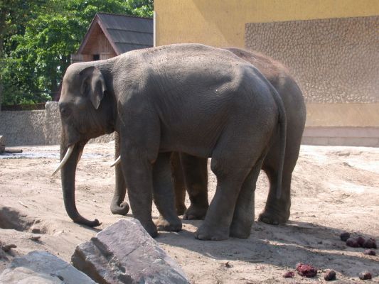 Słonie
Słowa kluczowe: słoń, słonie, zoo