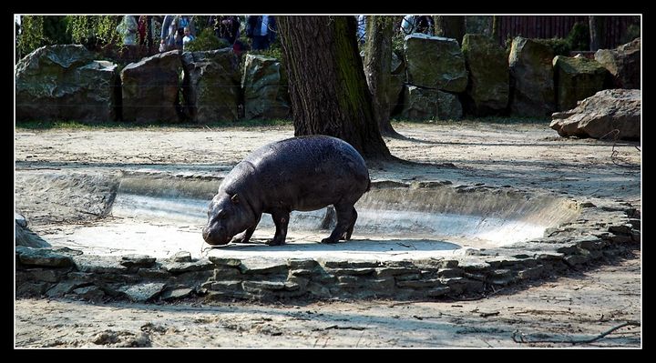 Hipopotam
Płockie ZOO

