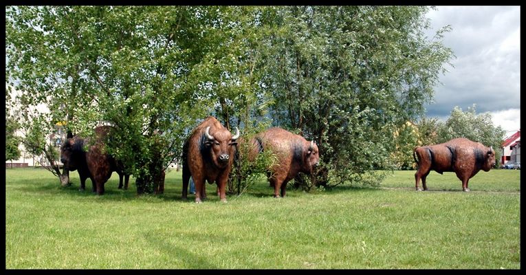 Żubry na ulicach
Liczące kilkadziesiąt sztuk stado będzie gościło w Płocku w dniach od 3 do 7 czerwca. Swoją obecnością w przestrzeni miejskiej żubry symbolicznie zachęcają mieszkańców do wyjścia z mieszkań, biurowców, autobusów, restauracji i spędzenia chociaż kilku minut na świeżym powietrzu. Celem akcji jest przypomnienie o tym, jak ważnym elementem codziennego dnia jest chwila wytchnienia na świeżym powietrzu. W Płocku żubry pojawiły się przy ulicy Kutrzeby i Norbertańskiej.

Żubry, zrobione z wytrzymałego tworzywa i ich wymiary to:
Wysokość: 168 cm
Długość: 247 cm
Szerokość: 85 cm
Waga: ok. 80 kg

