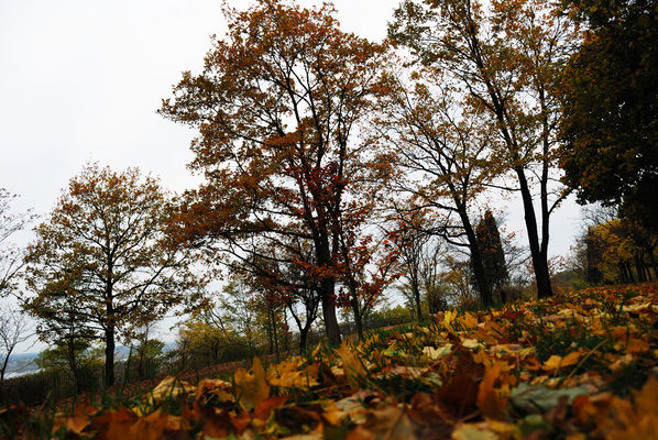 jesień w Parku na Zdunach
