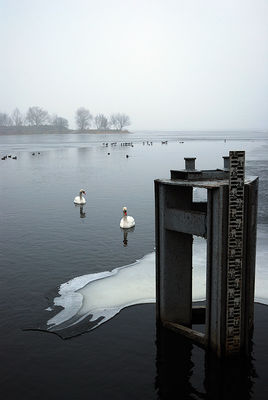 żerujące ptactwo
Nowy Duninów
