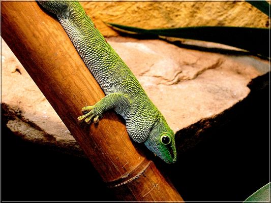 Gekon
Gekon zielony
