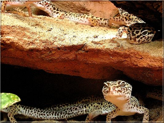 Gekony
Gekony lamparcie
