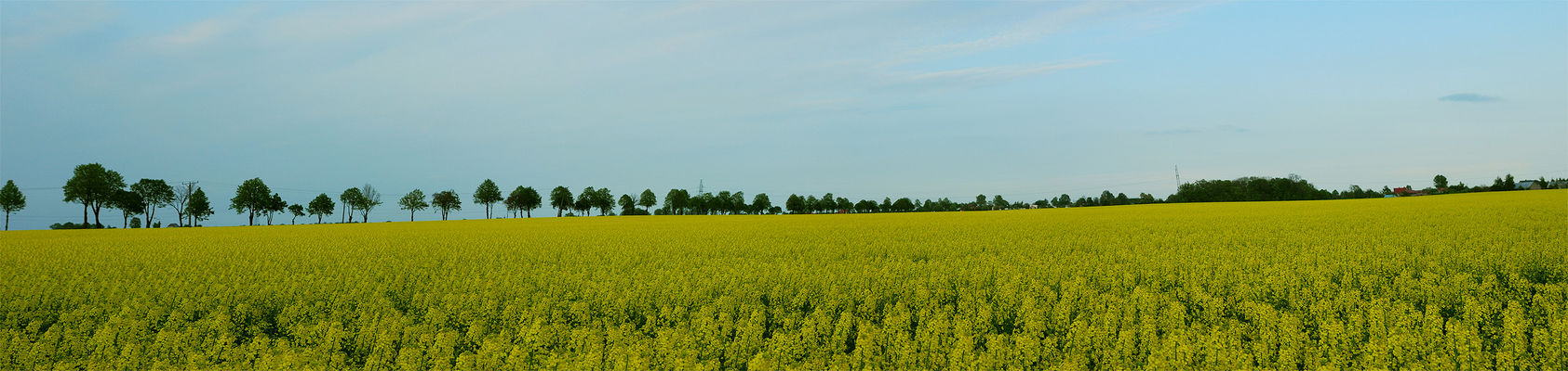 rzepakowa panorama
Proboszczewice
