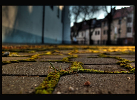 Wiosna
Wiosenna zieleń przy Kościele farnym


-eksperyment-
