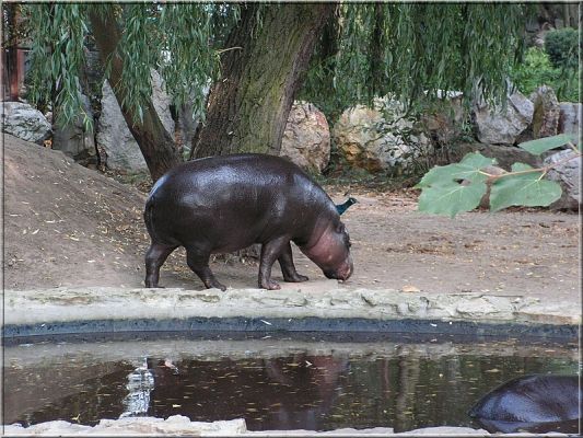 Hipopotam
Hipopotam karłowaty
