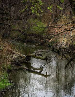 Jar Brzeźnicy
na wysokości Orlenu
