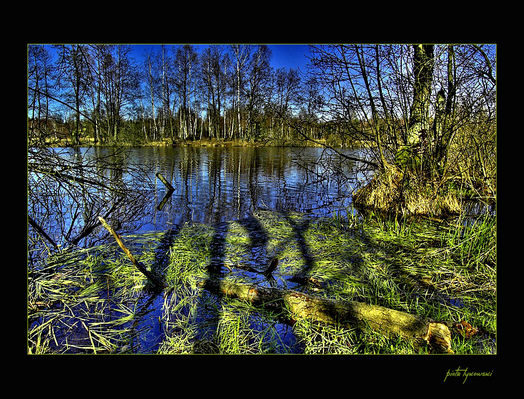 ...małe jeziorko pośród leśnych ostępów...
Jeżewo gm. Nowy Duninów


