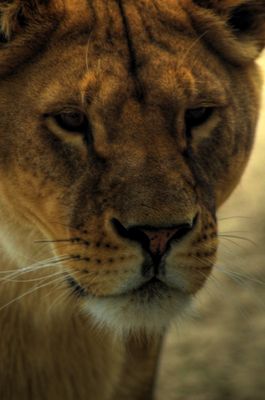 Płockie ZOO
lwia mama
