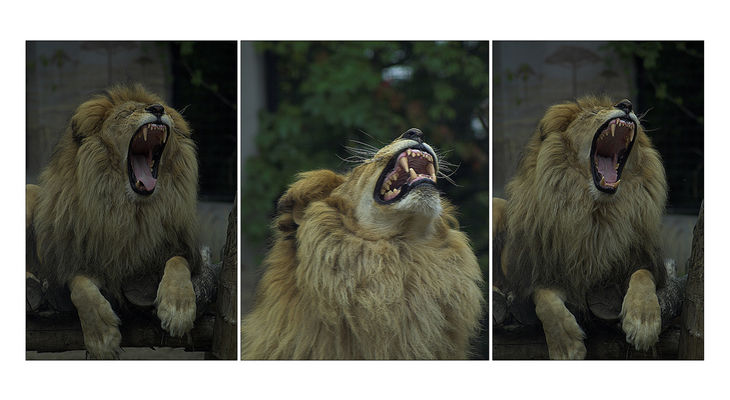 Płockie ZOO
...zieeeeeeeewwwww...
