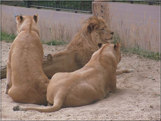 Lwy
Król zwierząt i jego dwór -  samiec urodzony w Czechach w roku 1996 i dwie młodych samice, które dotarły do Płocka z safari Beekse Bergen z Holandii.
