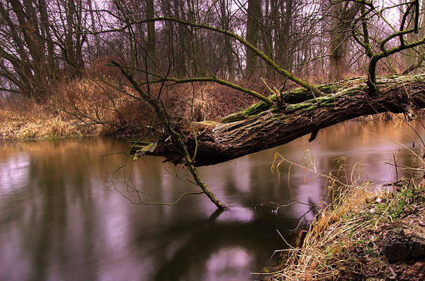 Skrwa Prawa
Brudzeński Park Krajobrazowy
Janoszyce k./ Brudzenia Dużego
