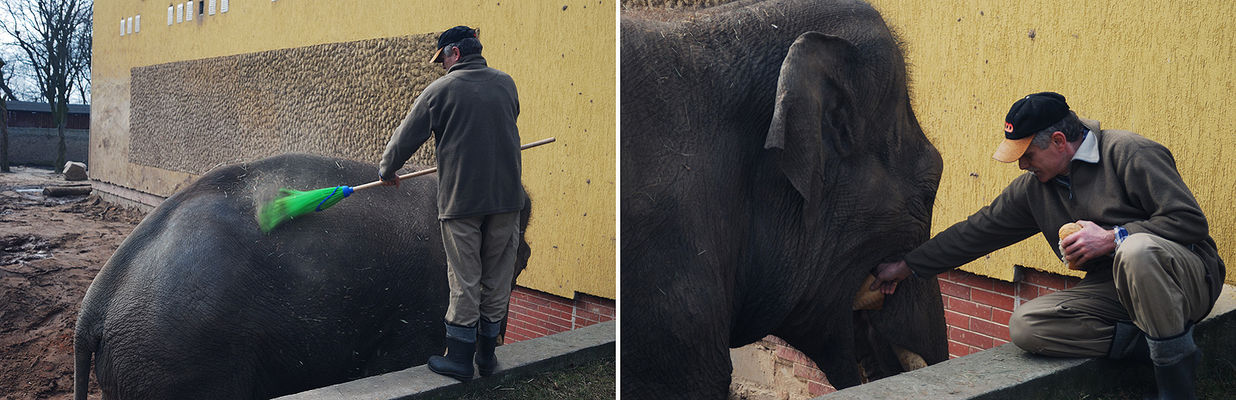 Miejski Ogród Zoologiczny
poranna toaleta i śniadanko
