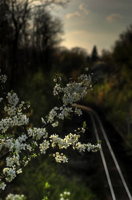 ...Pachnąca wiosna...
okolice płockiego ZOO
