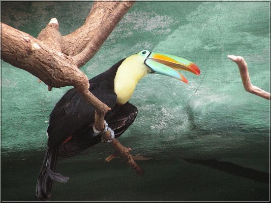 Tukan
Tukan tęczodzioby
