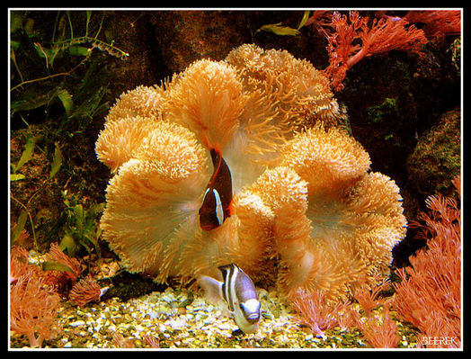 Płockie ZOO
Ukwiał + jakieś bliżej nie znane mi fisze :)
