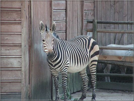 Zebra
Zebra górska Hartmanna - 6.02.2006 r. ta pani została szczęśliwą matką, urodziła jej się córka :)
