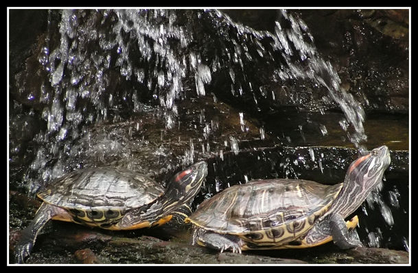 Płockie ZOO
poranna toaleta
