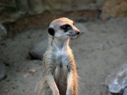 Płockie ZOO
Mieszkańcy Płockiego Ogrodu Zoologicznego - Surykatka
