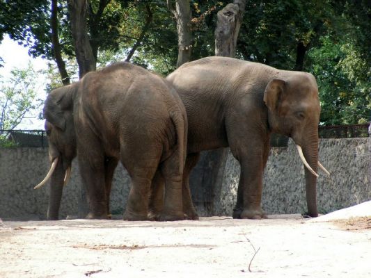 Płockie ZOO
Mieszkańcy Płockiego Ogrodu Zoologicznego - Słonie Indyjskie... jeden z nich już nie żyje, wielka szkoda :( 
