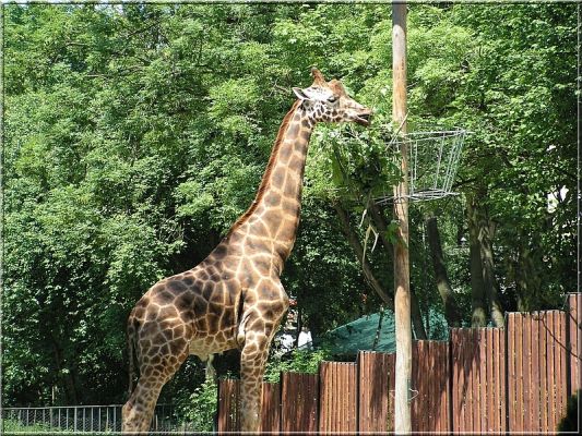 Żyrafka
Żyrafa Rothschilda, która przybyła do naszego miasta w 2005 roku z ZOO Usti nad Łabą (Czechy)
