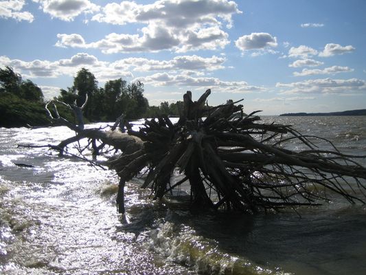 drzewo
okolice Soczewki
