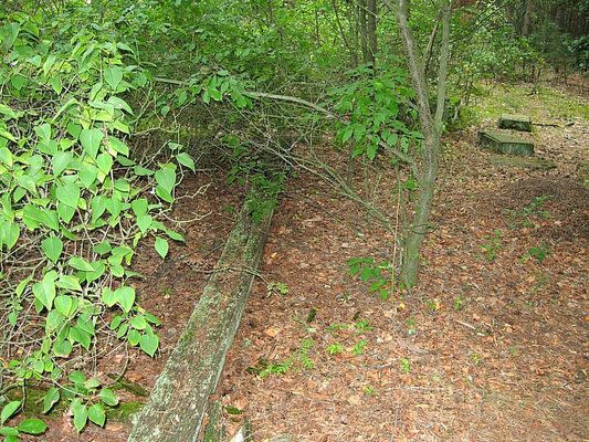 Krzyż
powalony krzyż (jeszcze trzy lata temu, stał wśród drzew wskazując miejsce pochówku, przodków okolicznych mieszkańców)
