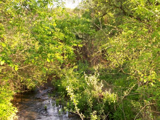 Imielnica - lasek i strumyk
