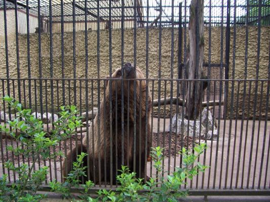 Miś i jego wielki nos
Płockie ZOO
