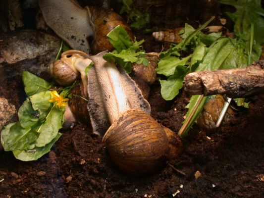 ślimak olbrzymi
Płockie ZOO
