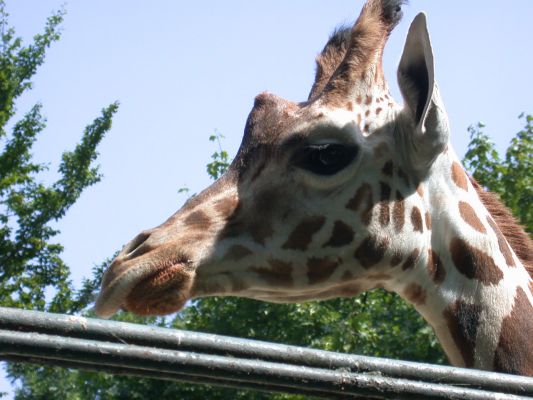 żyrafa
Płockie ZOO
