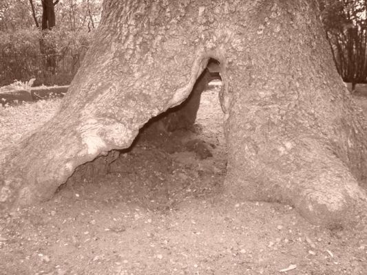 drzewo na Wzgórzu Tumskim
