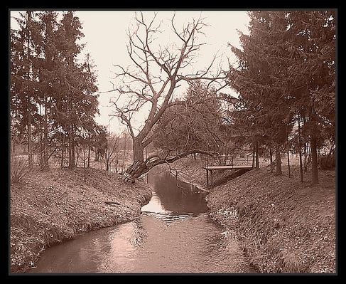 pochylone drzewo
Borowiczki
