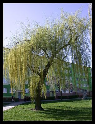 Wierzba przy ul. Batalionów Chłopskich
