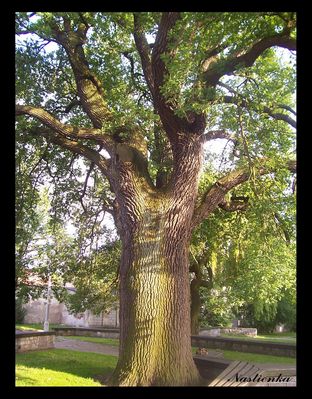 dąb W. Broniewskiego
Dom Broniewskich jest pełen wspomnień, wyraźnie się to czuje przekraczając jego progi. I chociaż nie zachowały się żadne oryginalne pamiątki po dawnych właścicielach, ich obecność jest nieomal wyczuwalna. Jedynym świadkiem minionych lat jest stary, kilkusetletni dąb rosnący za domem w ogrodzie. Znane z wierszy Broniewskiego drzewo, już w dzieciństwie rozbudzało Jego wyobraźnię wizjami obrazów z przeszłości, które zapewne trzyma zamknięte w swoich gałęziach. 


