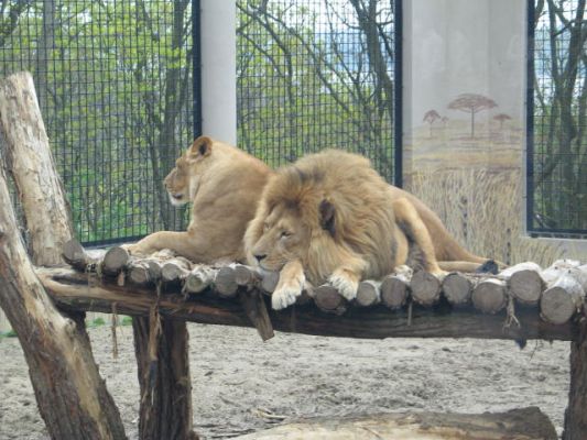 Lwiątka :)
Płockie ZOO
